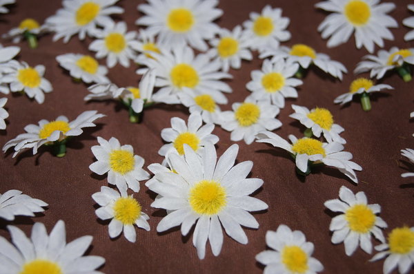 Mageritten weiß Blüten 40 Stk.