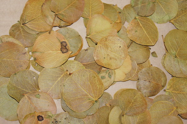 Herbstblätter Natur Monetenblatt grün