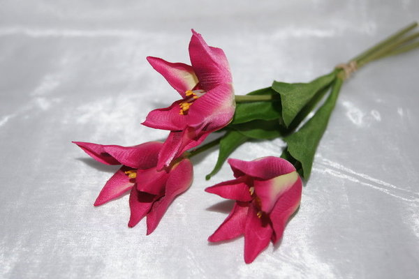 Tulpen pink