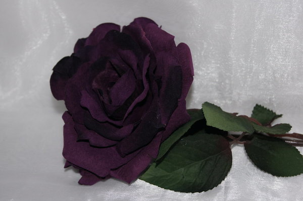 Rose Velvet aubergine